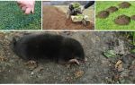 How to scare away moles from the dacha or garden