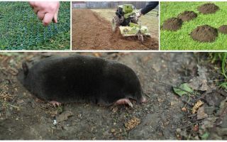 Wie man Maulwürfe aus der Datscha oder dem Garten vertreibt