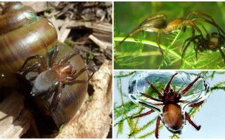 Water spider (silver spider)