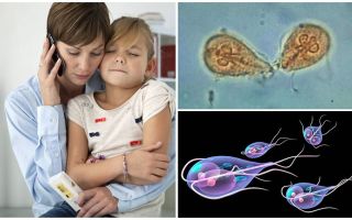 Come trattare Giardia nei bambini dal Dr. Komarovsky