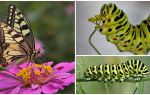 Description and photo of the caterpillar of the Machaon butterfly