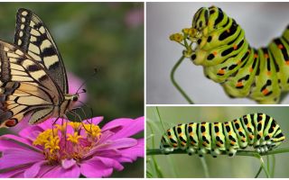 Description and photo of the caterpillar of the Machaon butterfly