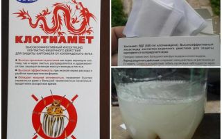 Heilmittel Clotiamet vom Kartoffelkäfer