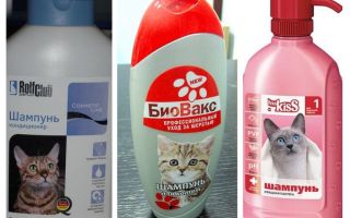 Floh Shampoos für Kätzchen und Katzen