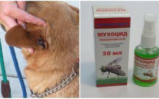 How and what to treat the ears of a dog from flies