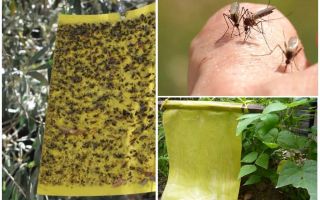 Mosquito traps with their own hands