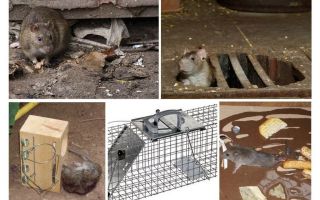 How to remove rats from the basement folk remedies