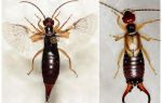 แมลง earwigs: ภาพถ่ายคำอธิบายอันตรายกว่า