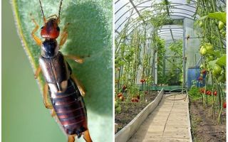 كيفية التعامل مع dvuvostokami (earwigs) في الاحتباس الحراري