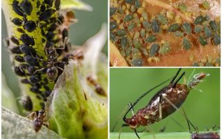 How does aphid appear on plants