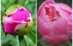 Come elaborare peonie da formiche, rimedi popolari