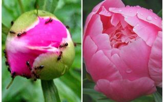 Come elaborare peonie da formiche, rimedi popolari