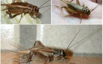 Description and photos of crickets