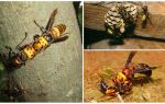 Giant japanese hornet