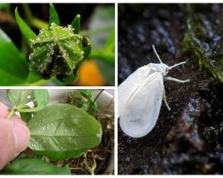 Come sbarazzarsi della mosca bianca sui fiori al coperto