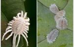 Как да се отървете от mealybug на стайни растения