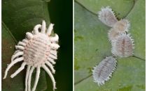 Как да се отървете от mealybug на стайни растения