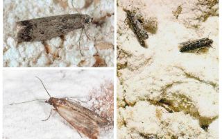 How to get rid of moth flour in the kitchen