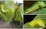 Description and photos of dangerous poisonous caterpillars