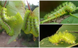 Description and photos of dangerous poisonous caterpillars