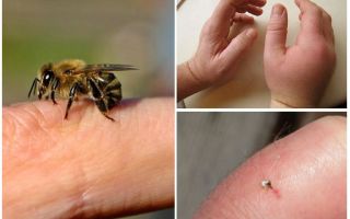 What is useful bee sting for a person?