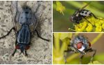 Beschreibung und Foto wolfarth fliegt