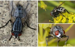 Description and photo wolfarth flies