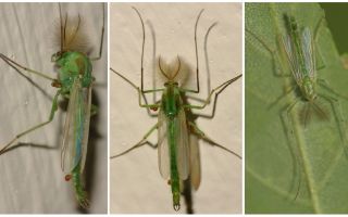 Green Bell Mosquitoes (Dergun Mosquitoes)