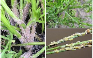 How to get rid of aphids on carrots