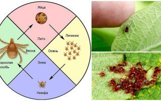 Wenn Ticks erscheinen und die Saison ihrer größten Aktivität endet