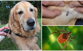 Sprays for dogs against ticks and fleas