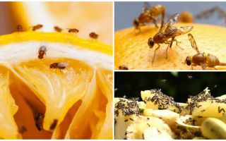 How to get rid of fruit flies in the kitchen store and folk remedies