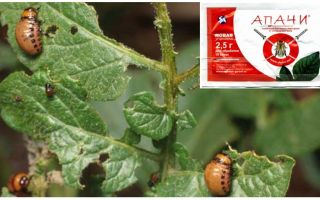 How to breed Apaches from the Colorado potato beetle