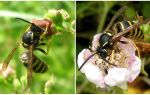 Description and photo of a forest wasp