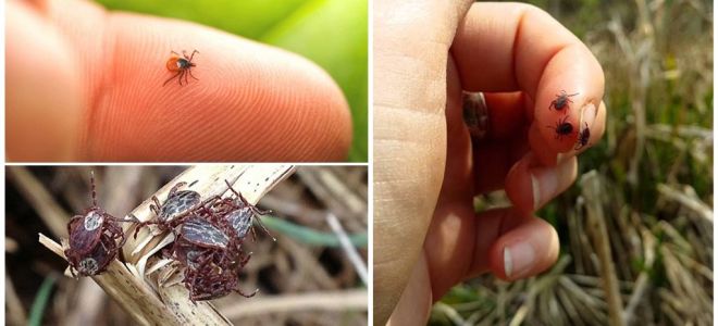 Ticks in the Leningrad region in 2018