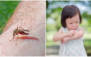 How many days does the mosquito bite go?