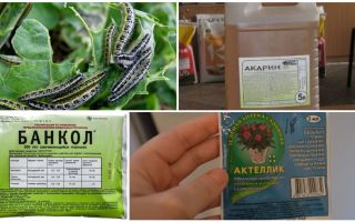 How to get rid of caterpillars on the cabbage folk remedies