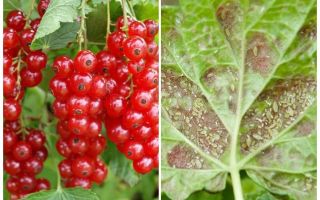 Gallic aphid currant