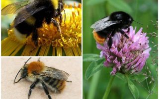 What does a bumblebee look like?