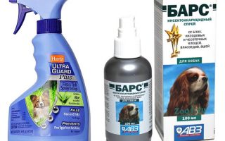 Il miglior spray per cani per cani