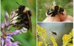 Warum Hummel nicht nach den Gesetzen der Physik fliegen kann