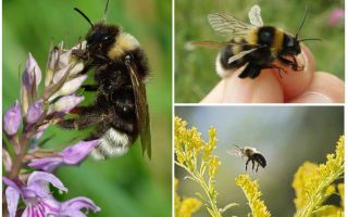 Warum Hummel nicht nach den Gesetzen der Physik fliegen kann