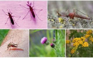 What males and female mosquitoes eat