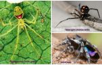 The most beautiful spiders in the world