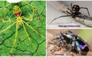 The most beautiful spiders in the world