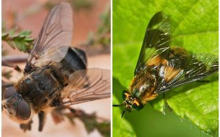 Der Unterschied zwischen Gadfly und Blind