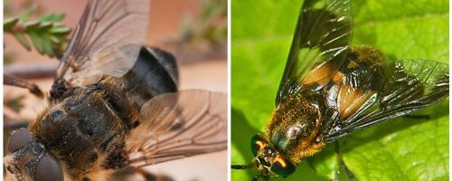 Razlika između gadfly i slijepih