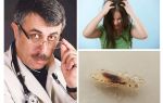 Advice of Dr. Komarovsky on pediculosis