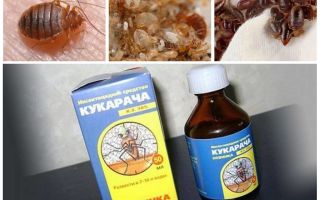 علاج Cucaracha للبق