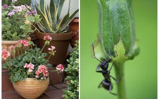 How to remove ants from a flower pot